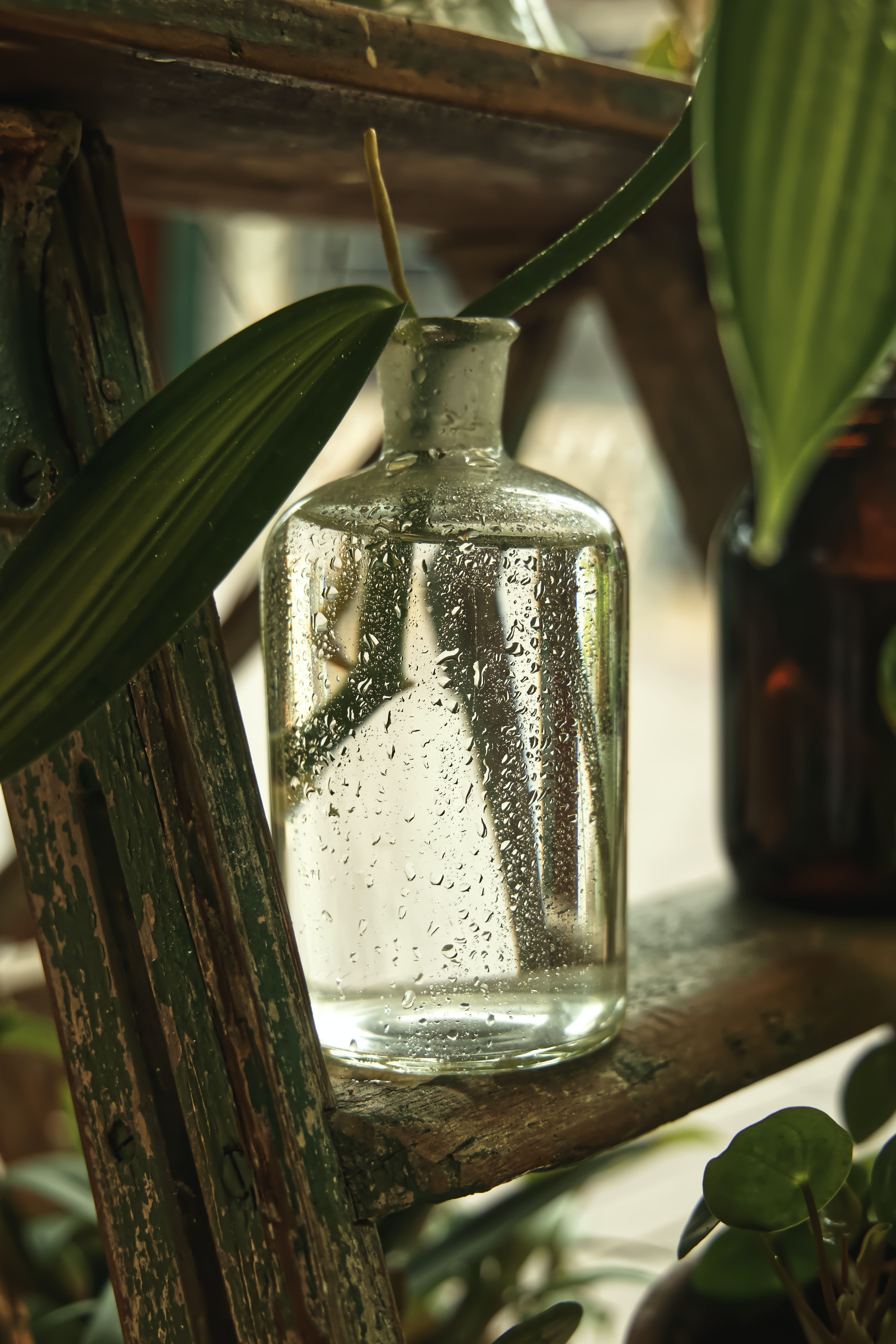 carafe d'eau en verre avec plante