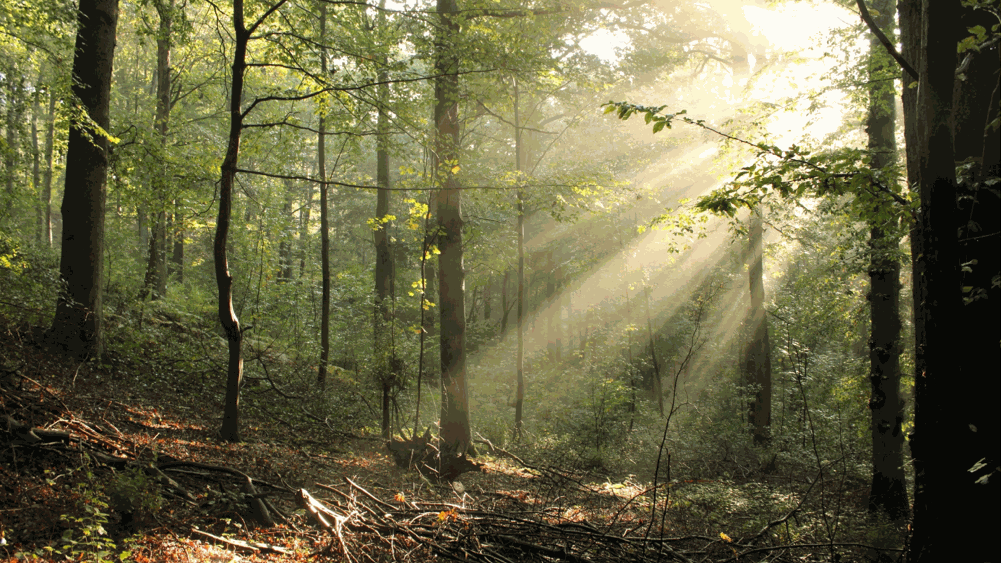 Lumière forêt bois soleil
