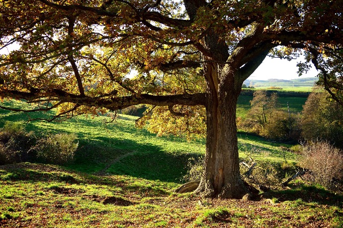 Photo d'un chêne dans un jardin ensoleillée