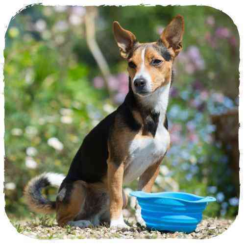 [BEC055] Foldable bowl for dogs (Blue, S)