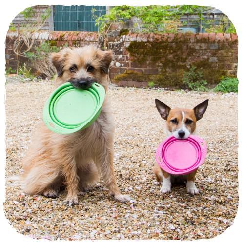 [BEC057] Foldable bowl for dogs (Pink, S)