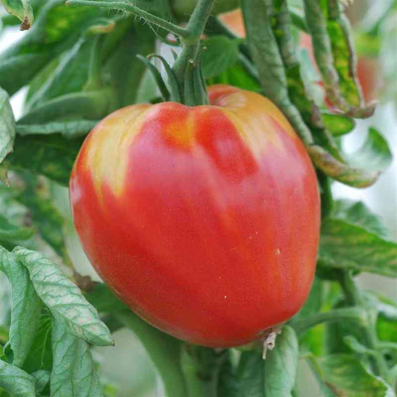 [FSM168] Semences : tomate / cuor di bue (cœur de bœuf)