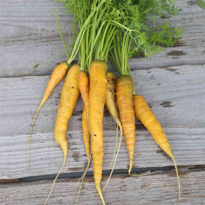 [FSM200] Semences : carotte / jaune du doubs