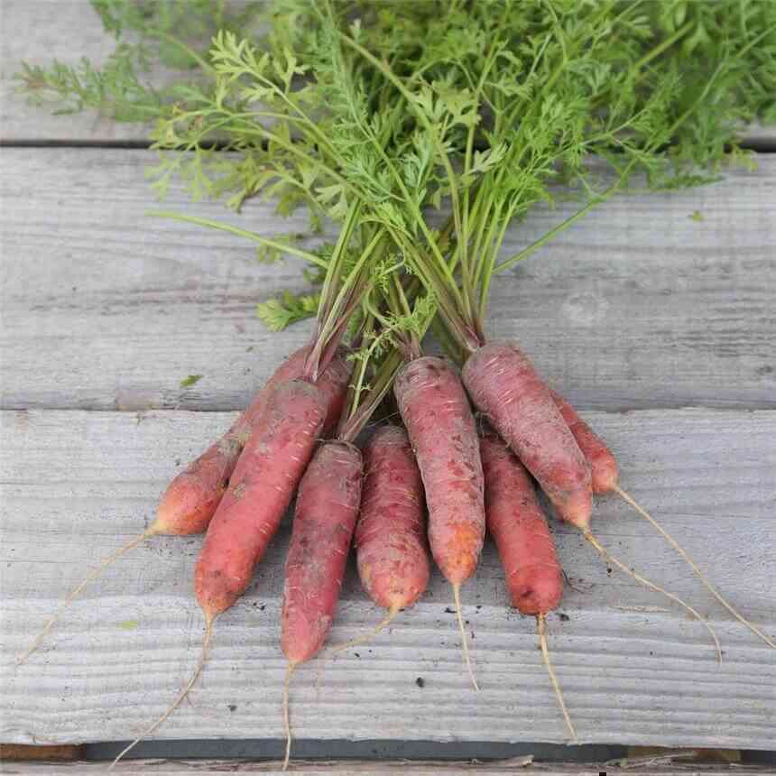 [FSM201] Semences : carotte / longue rouge sang