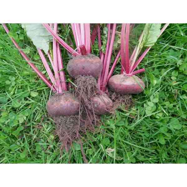 [CYT003] Egyptian Black Beetroot seeds, to be sown until mid-June. 3,5 g