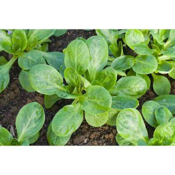 [CYT021] Corn salad (lamb's lettuce), to be sown until mid-September. 2g