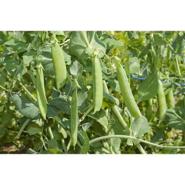 [CYT022] Dwarf peas, Merveille de Kelvedon. To be sown in open ground until May. 30g