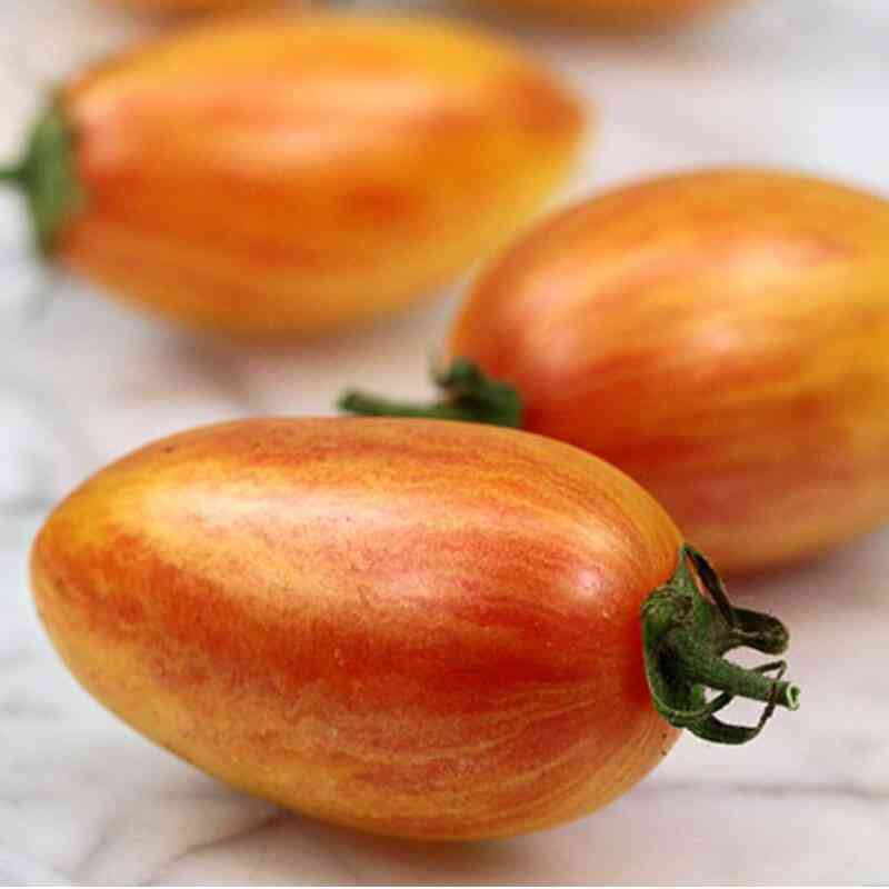 [CYT027] Tomate Blush à semer jusque Mars en pépinière 0,2 g