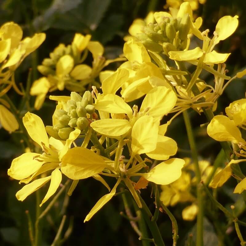 [ELF021] Elixirs floraux 21 moutarde bio