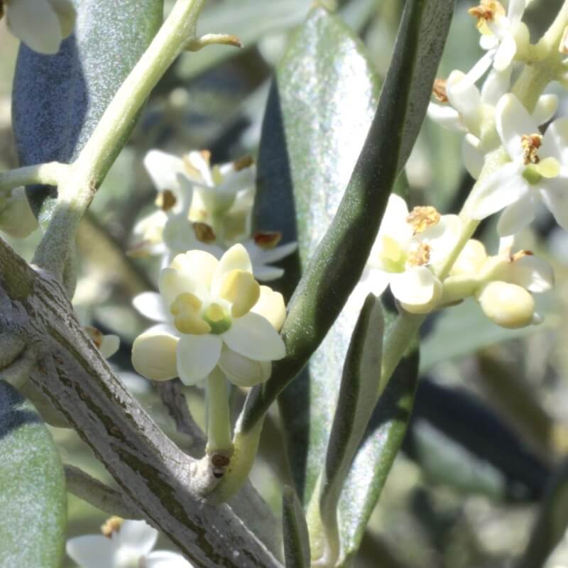 [ELF023] Bloesems 23 Bio olijfboom