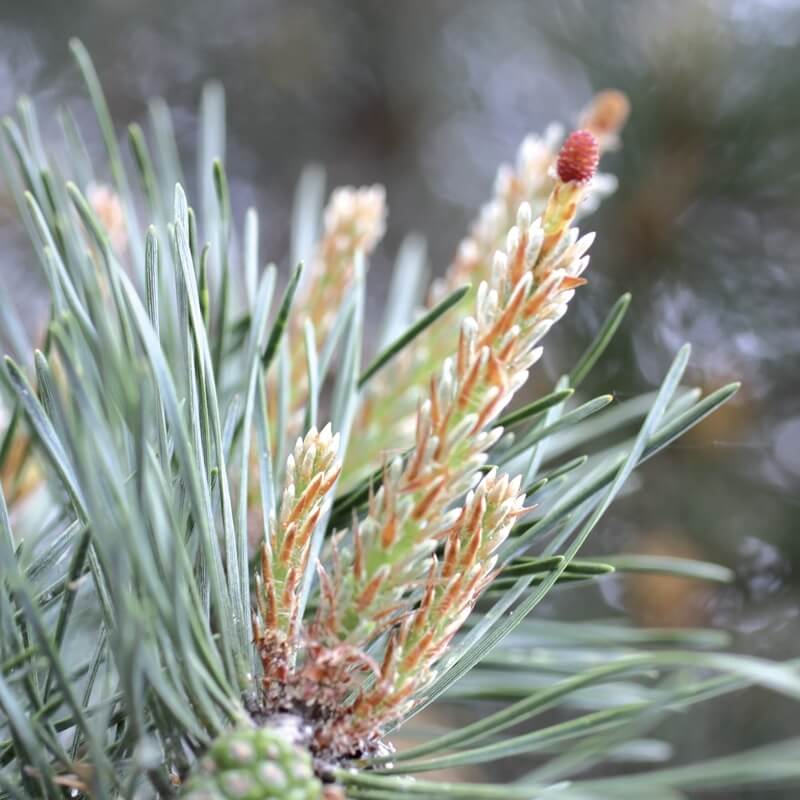 [ELF024] Flower essences 24 organic pine