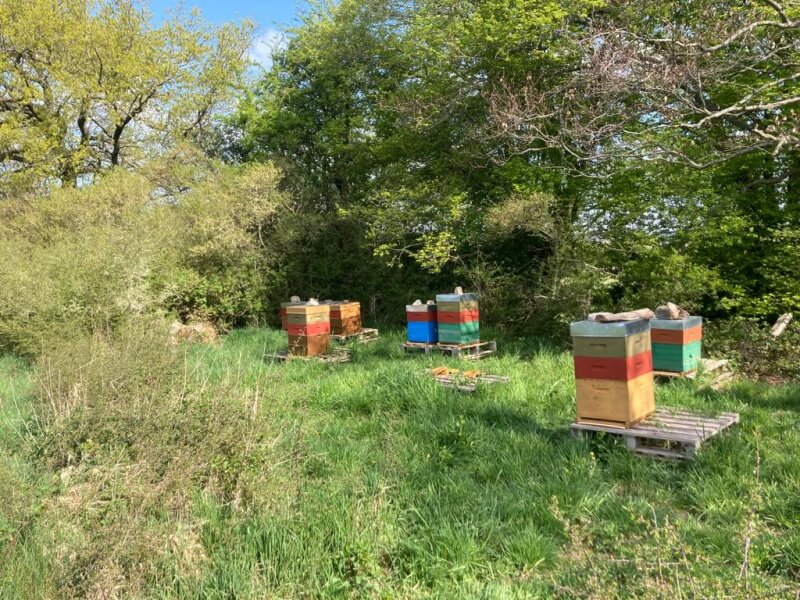 Miel de printemps belge, 250g